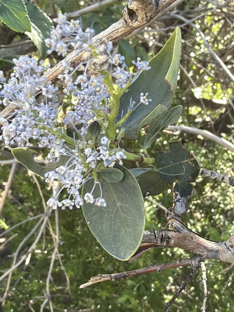 Ceanothus Leucodermis