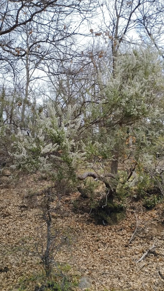 Erica Arborea