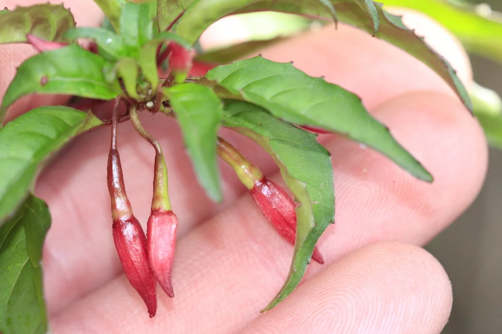 Fuchsia Magellanica