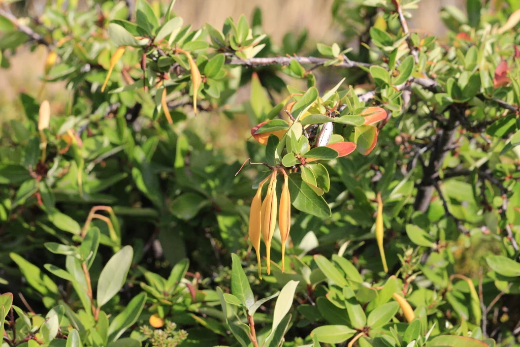 Embothrium Coccineum