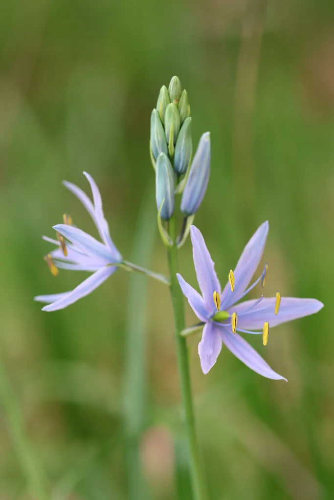Camassia Leichtlinii