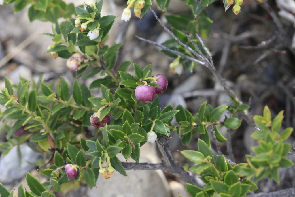Gaultheria Mucronata