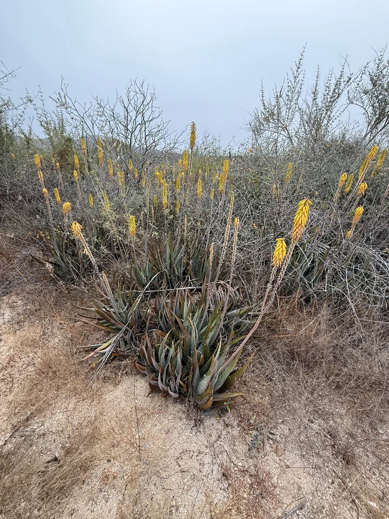 Aloe Vera
