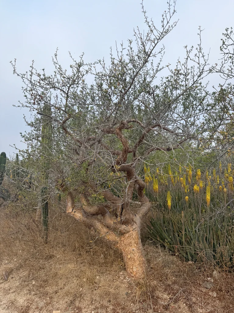 Bursera Microphylla