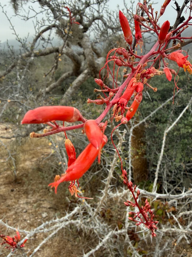 Fouquieria Diguetii