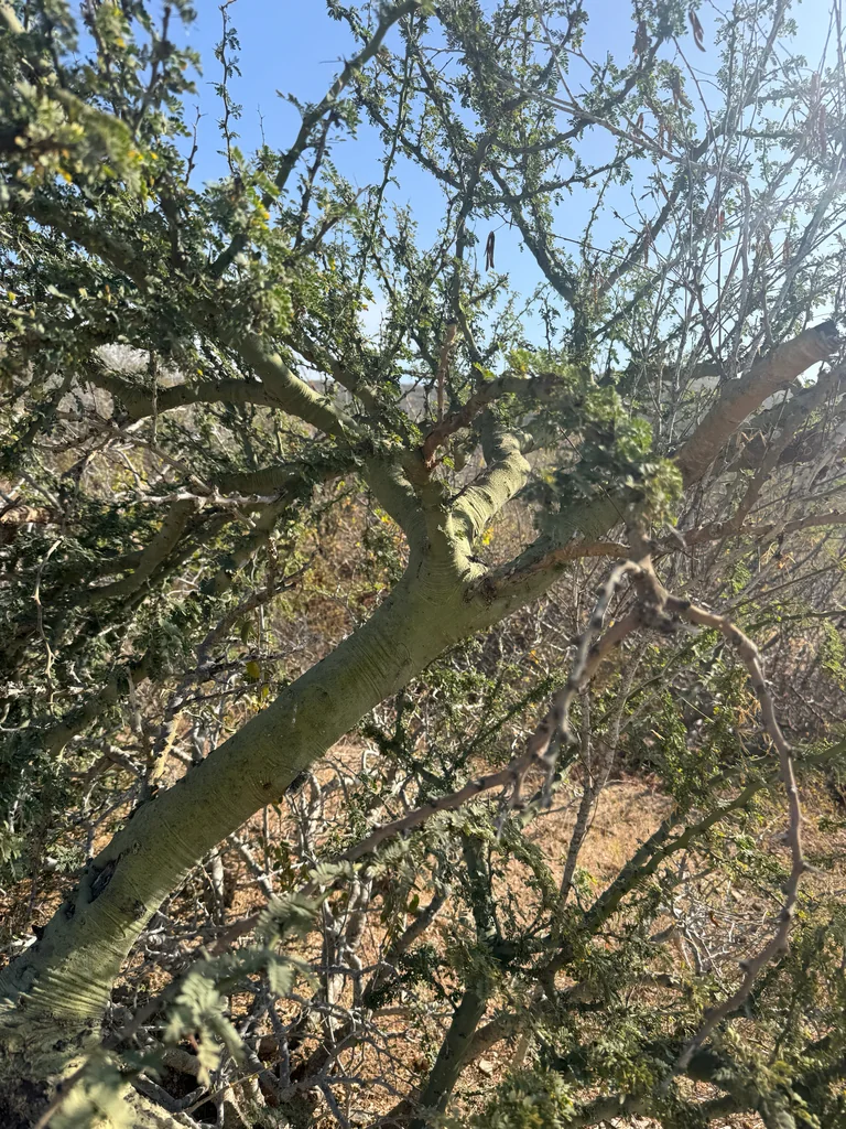 Parkinsonia Praecox