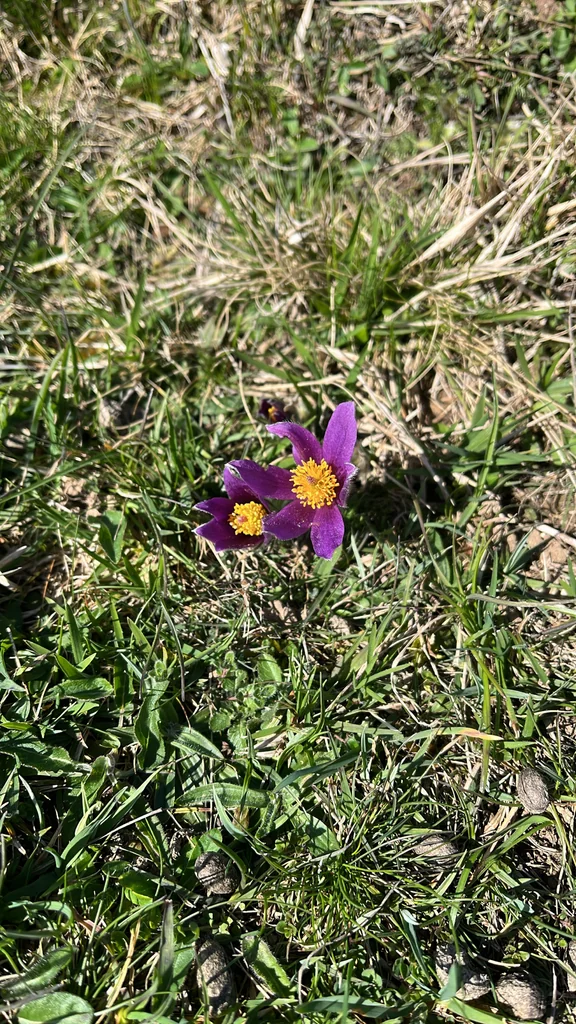 Pulsatilla Vulgaris