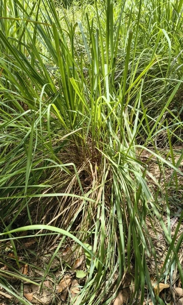 Cymbopogon Citratus
