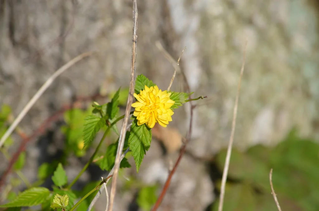 Kerria Japonica