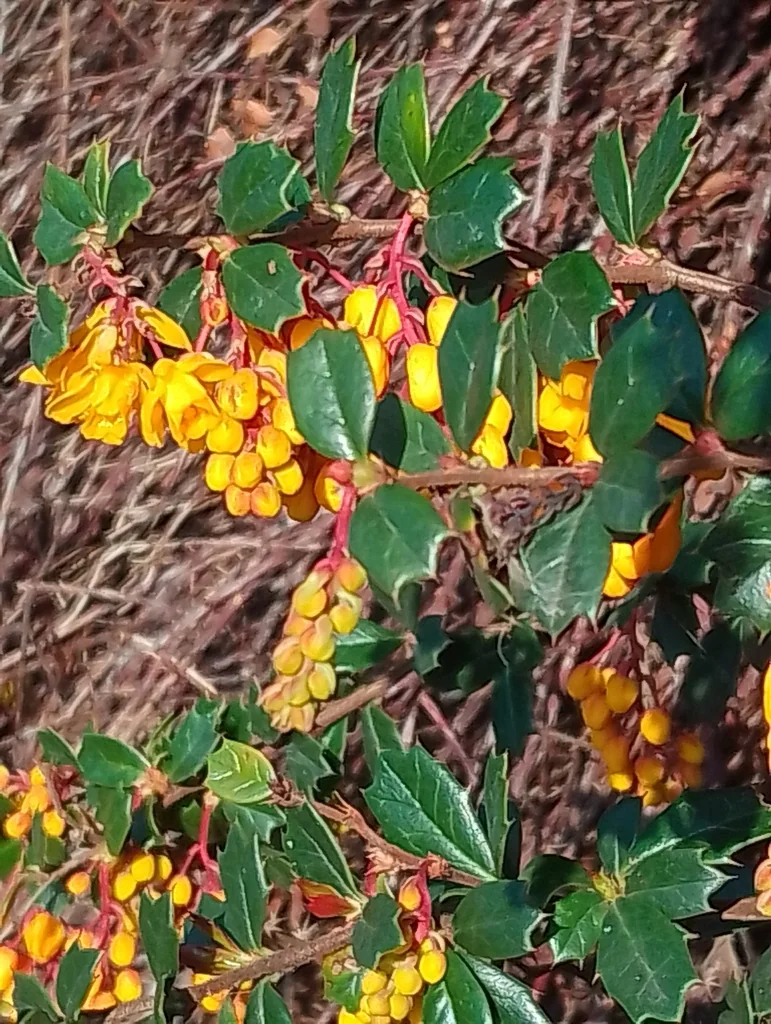 Berberis Darwinii