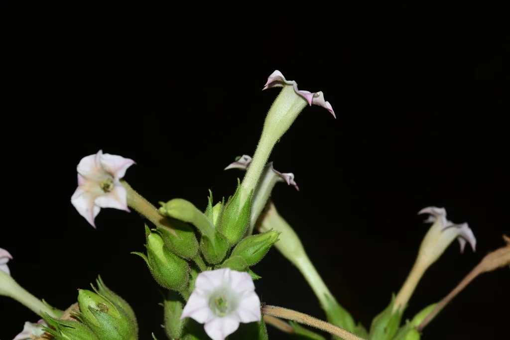 Nicotiana Tabacum