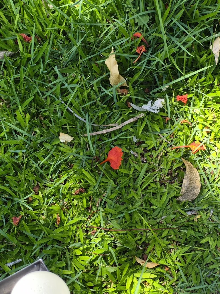 Caesalpinia Pulcherrima