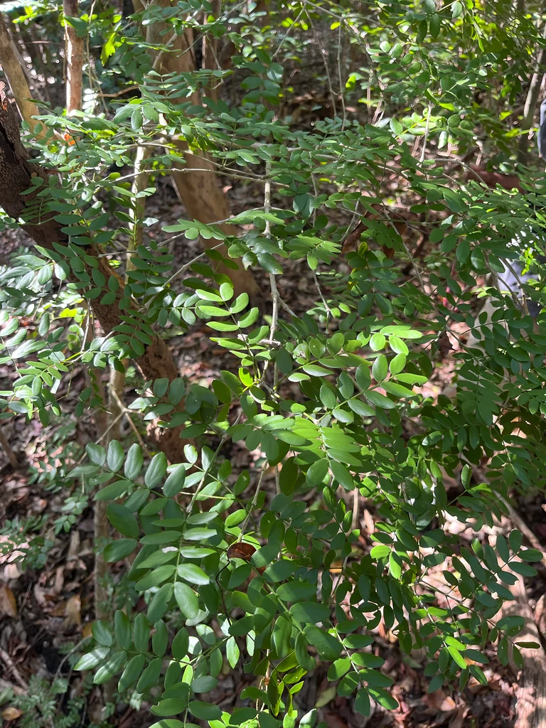Guaiacum Sanctum