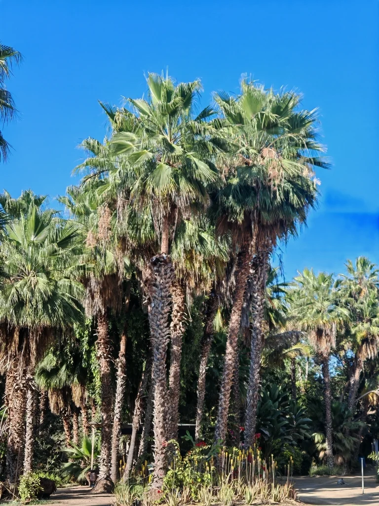 Washingtonia Robusta