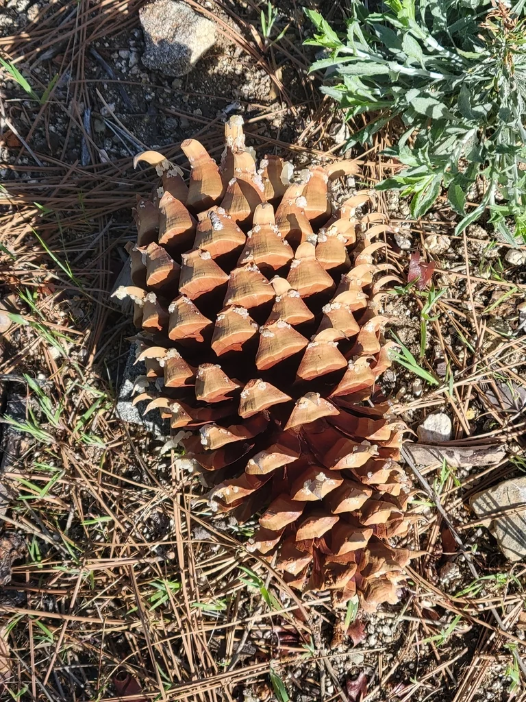 Pinus Coulteri