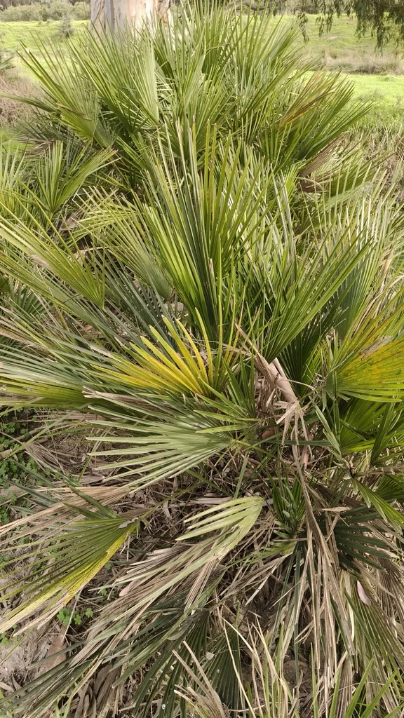 Chamaerops Humilis