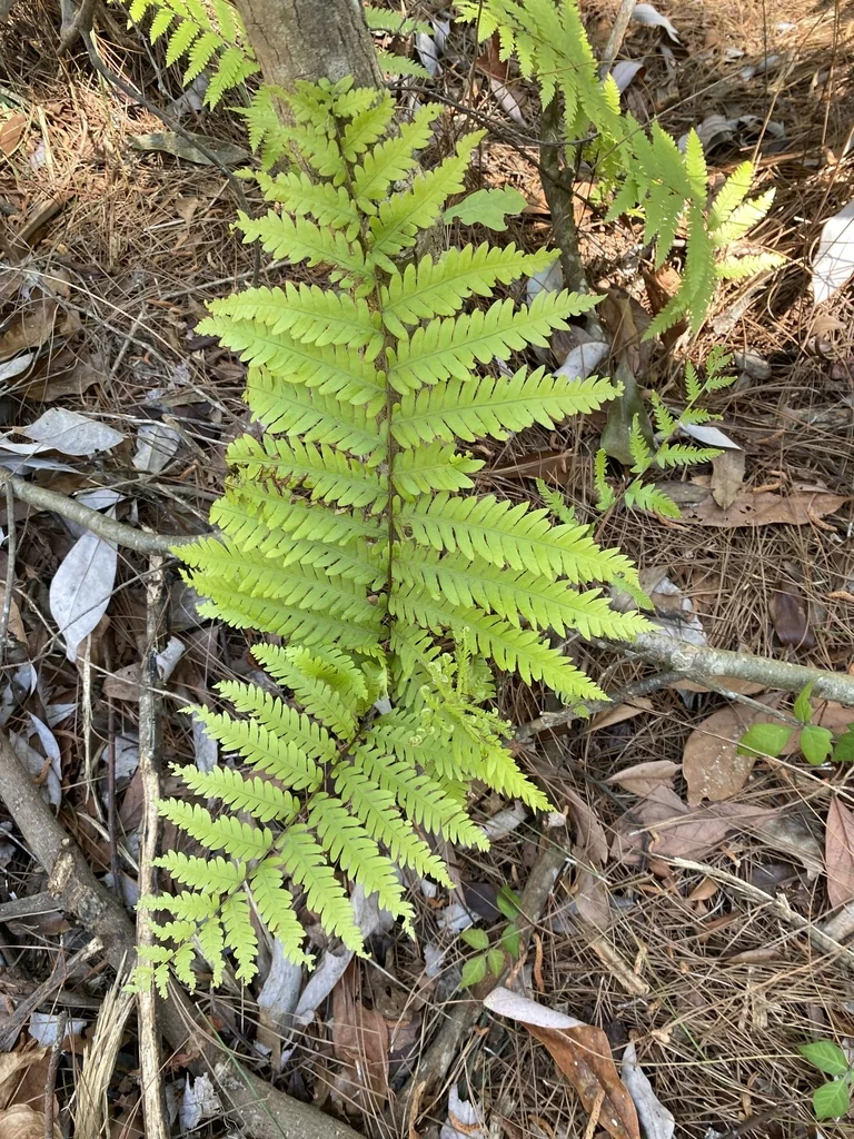 Woodwardia Virginica