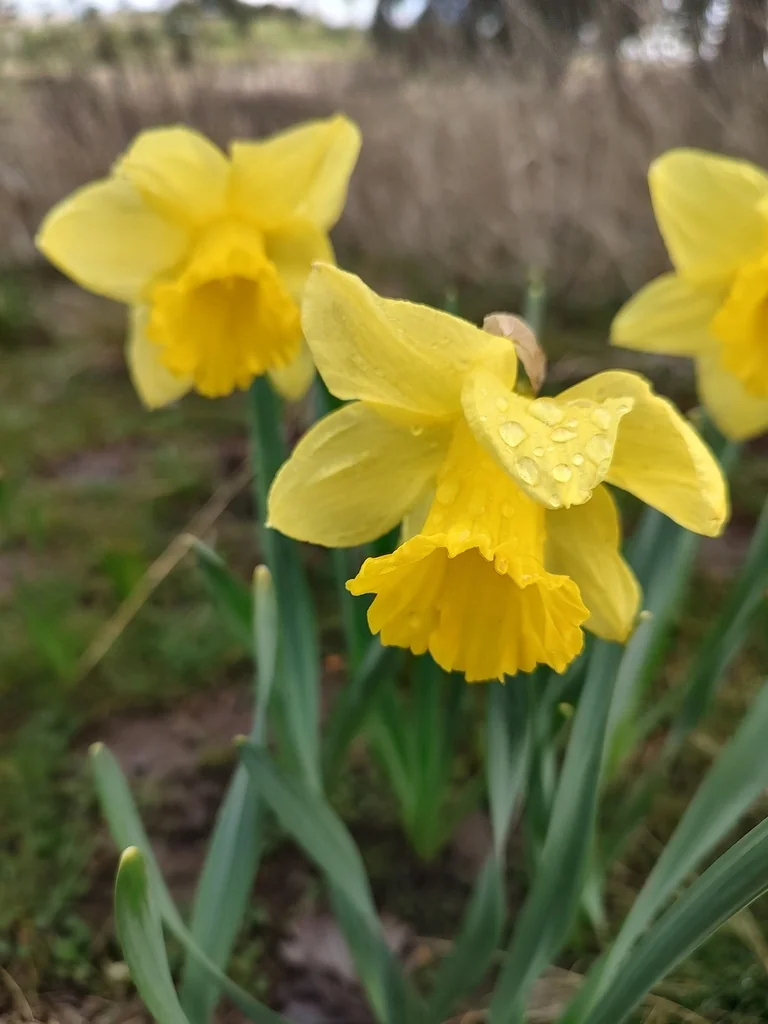 Narcissus Pseudonarcissus