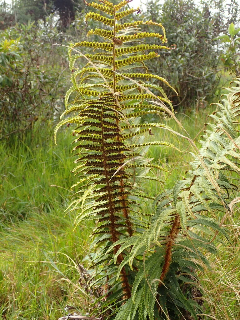 Dryopteris wallichiana