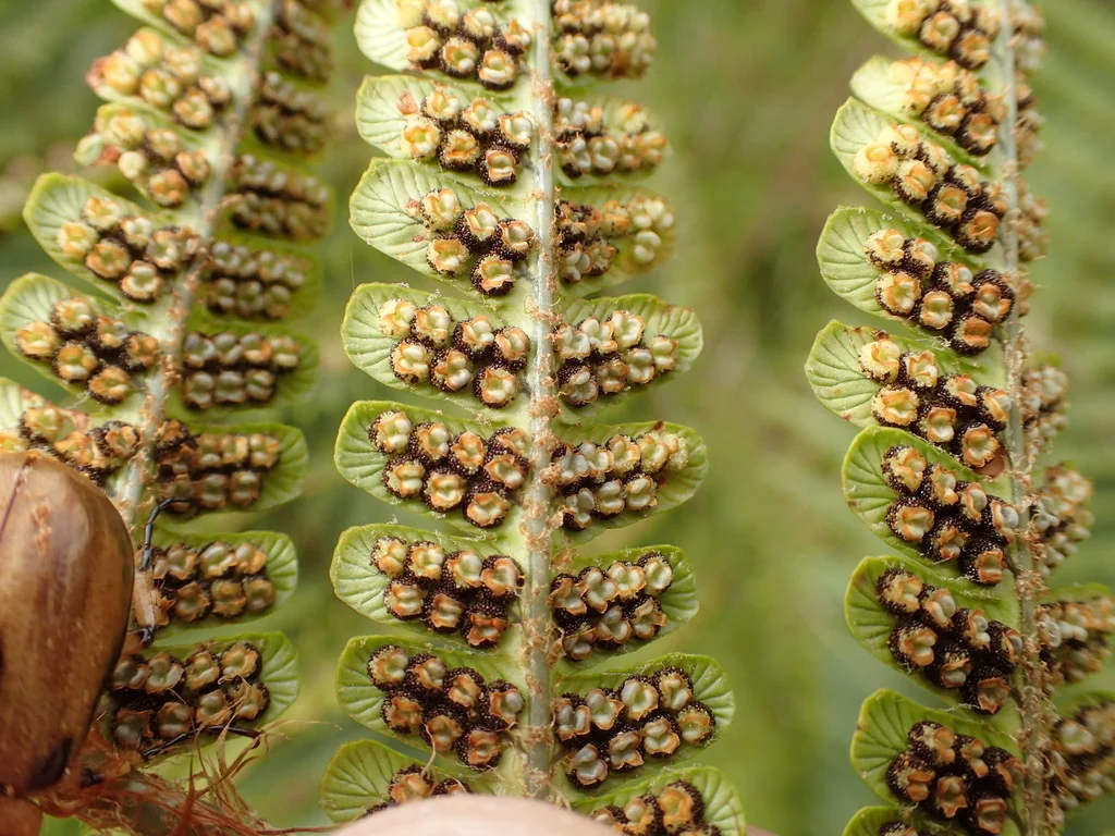 Dryopteris wallichiana