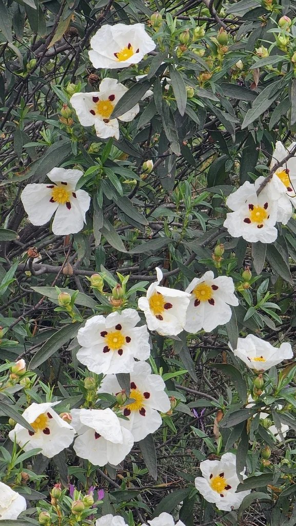 Cistus Ladanifer