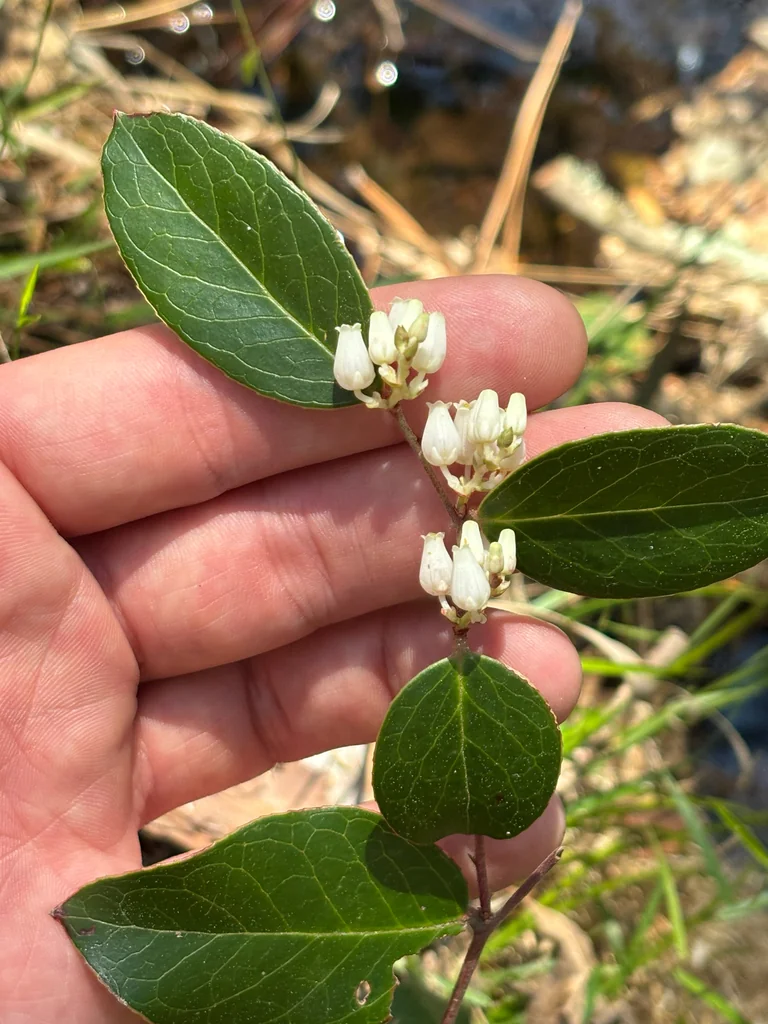 Leucothoe axillaris