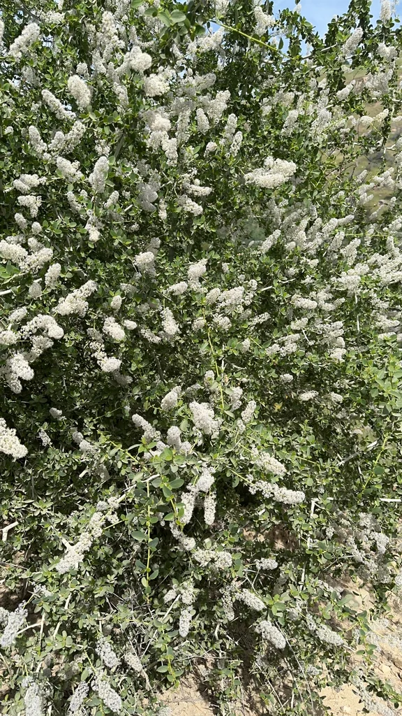Ceanothus Leucodermis