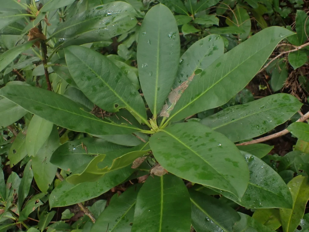 Rhododendron Macrophyllum