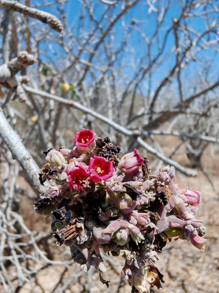 Jatropha Cinerea