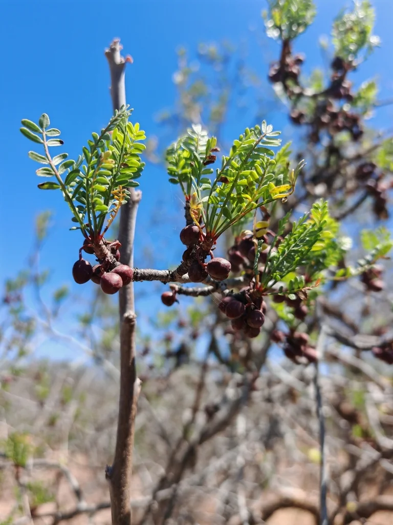 Bursera Microphylla