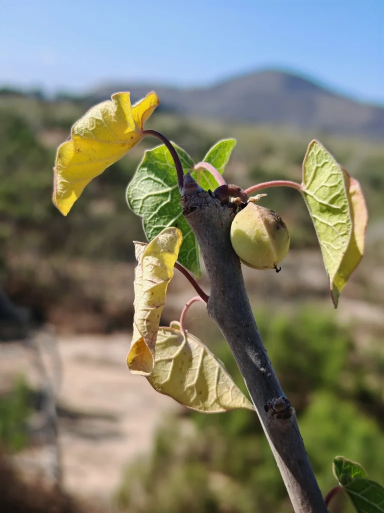 Jatropha Cinerea
