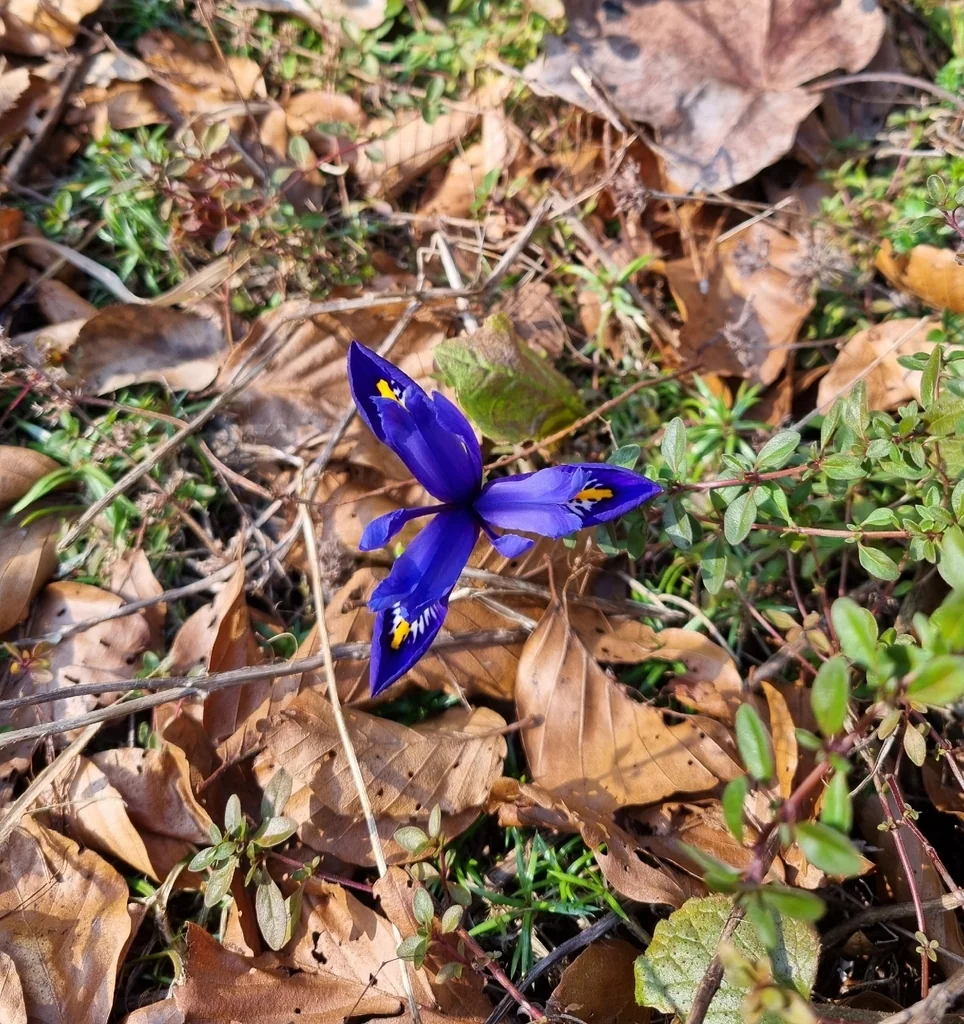 Iris Reticulata