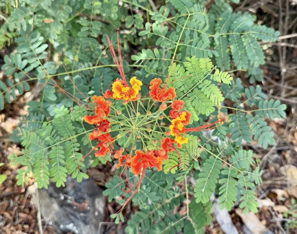 Caesalpinia Pulcherrima