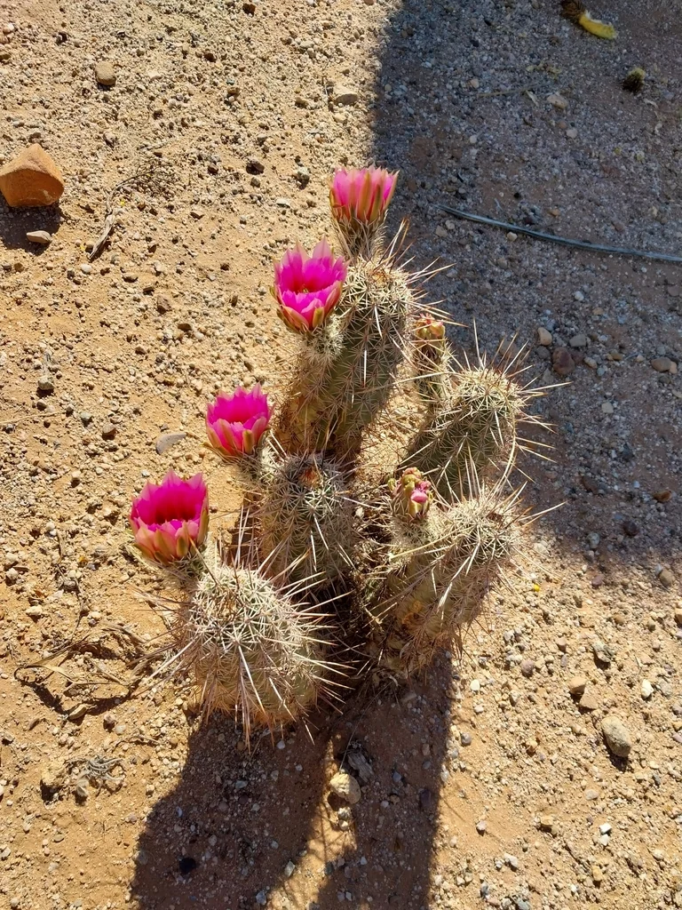 Echinocereus Fasciculatus