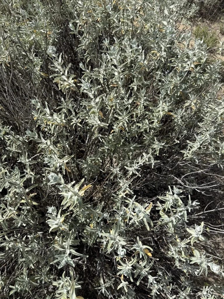 Salvia Leucophylla