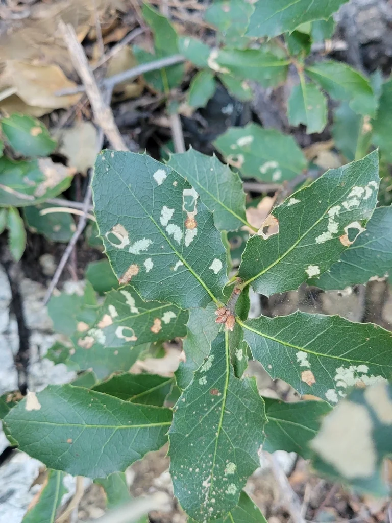 Quercus Wislizenii