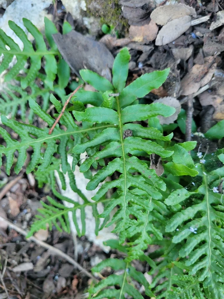 Polypodium Californicum