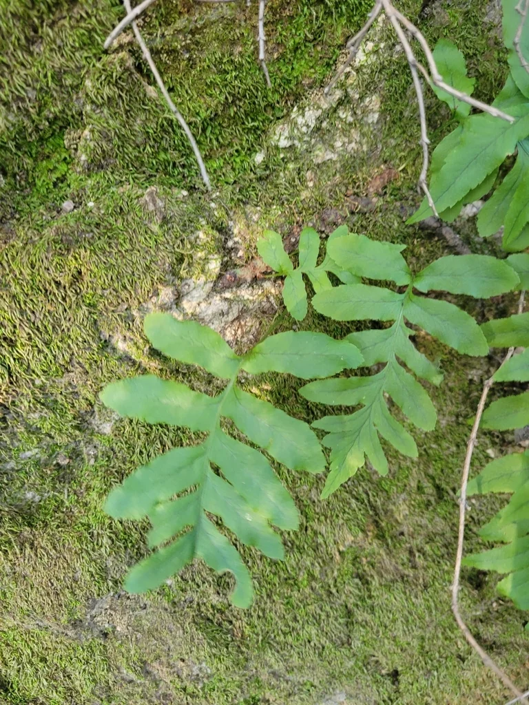 Polypodium Californicum