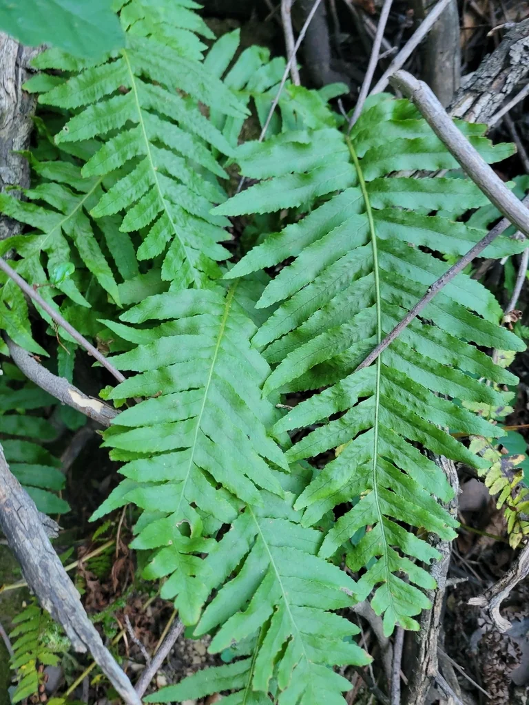 Polypodium Californicum