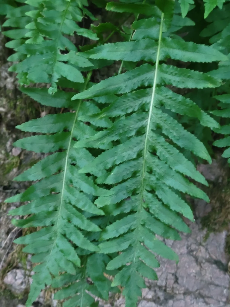 Polypodium Californicum