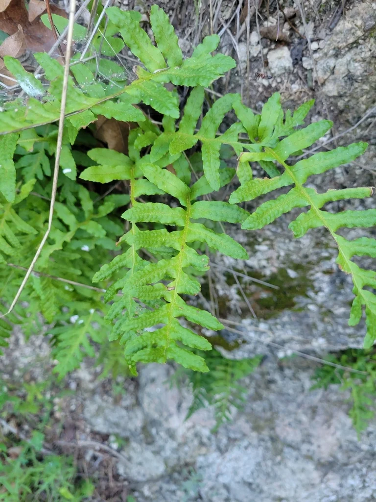 Polypodium Californicum