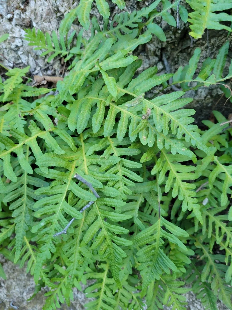 Polypodium Californicum