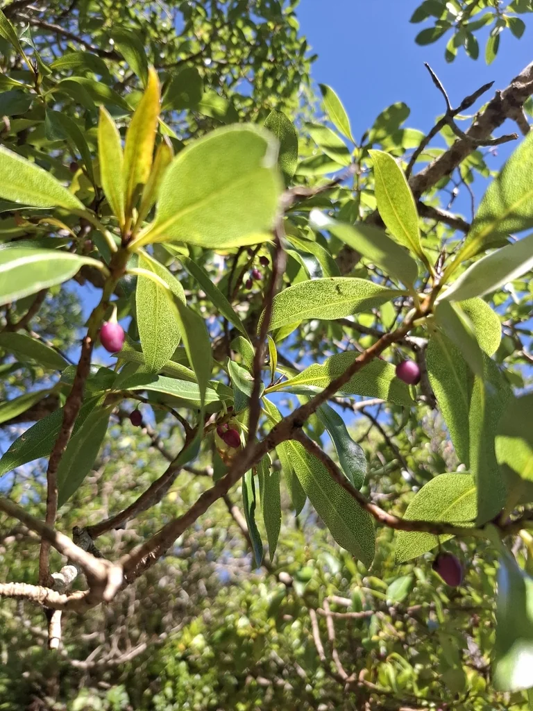 Myoporum Laetum