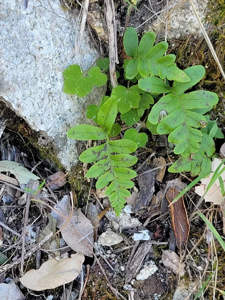 Polypodium Californicum