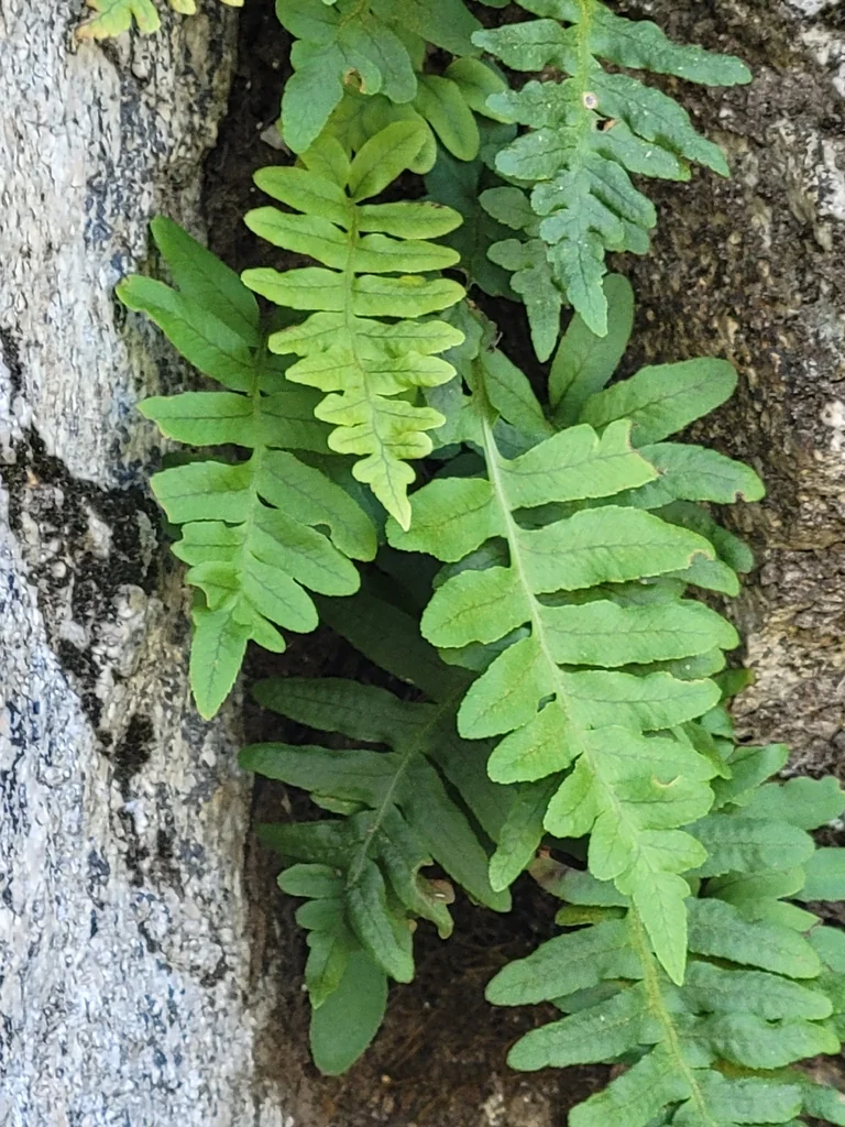 Polypodium Californicum