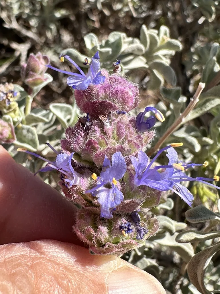 Salvia dorrii
