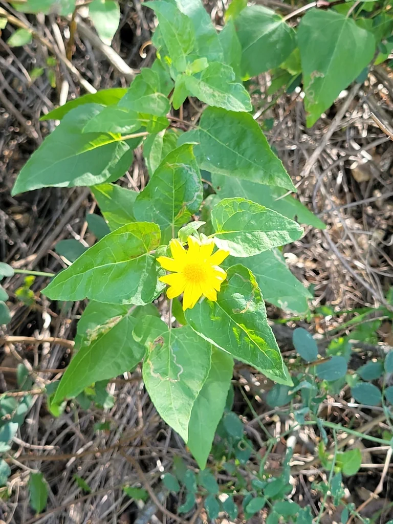 Venegasia Carpesioides