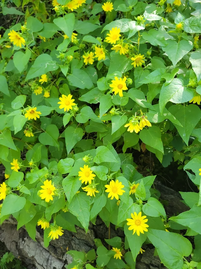 Venegasia Carpesioides