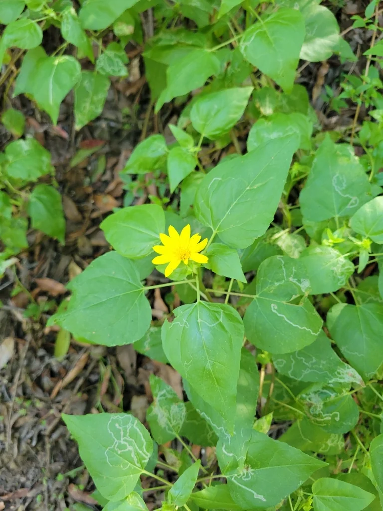 Venegasia Carpesioides