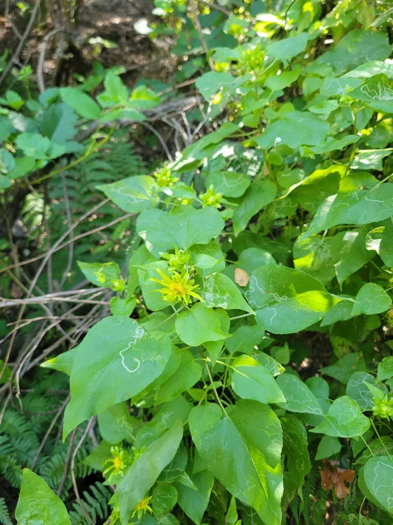 Venegasia Carpesioides